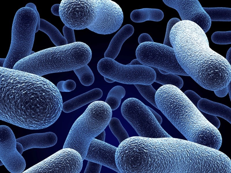 microscopic bacteria