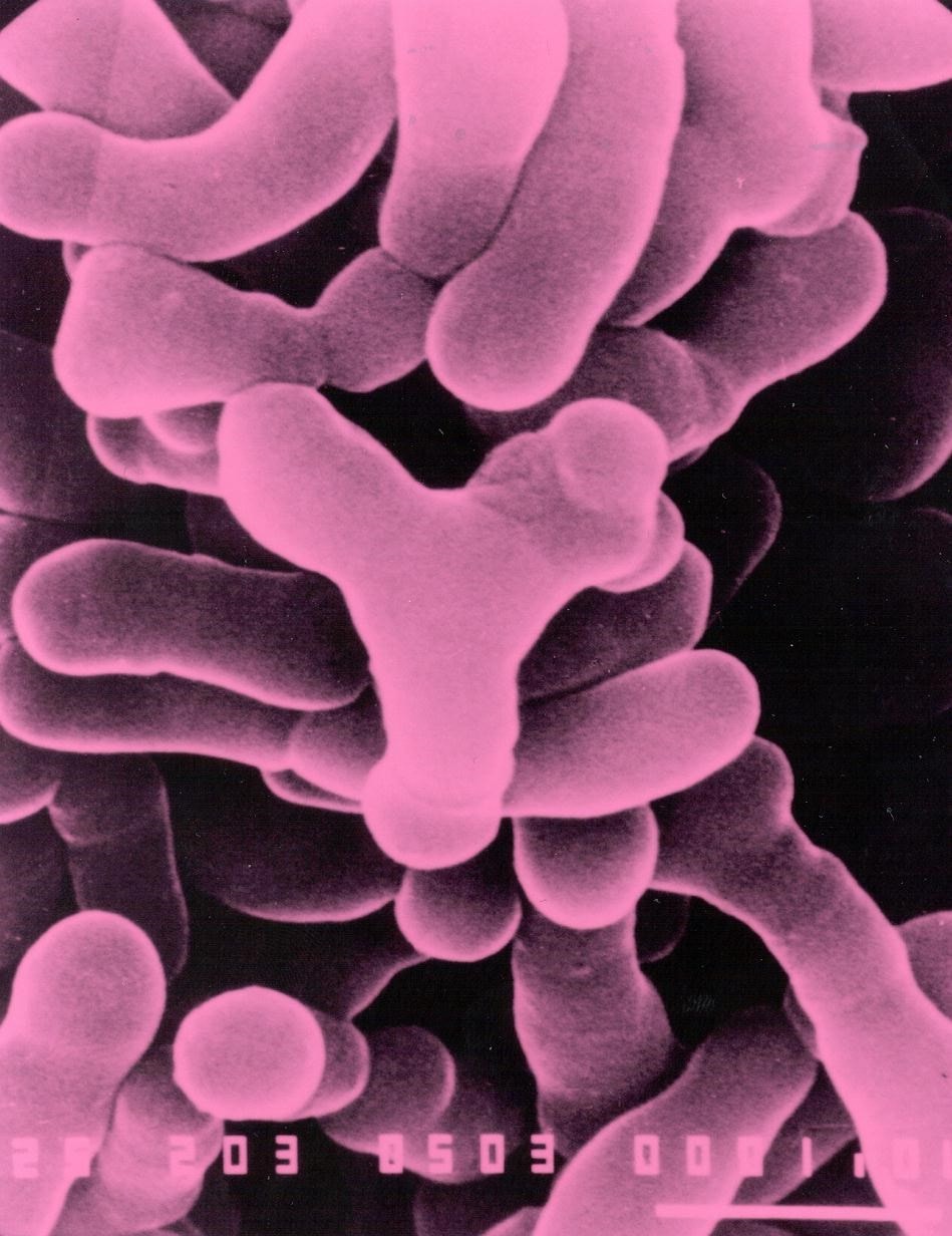Microscopic image probiotic strain