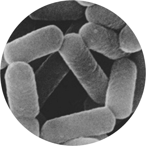 microscopic Lactobacillus casei Shirota
