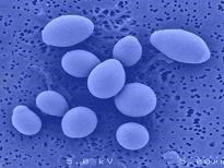 microscopic bacteria 