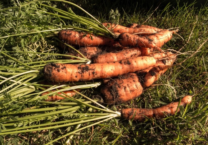 Carrots fresh from the soil 