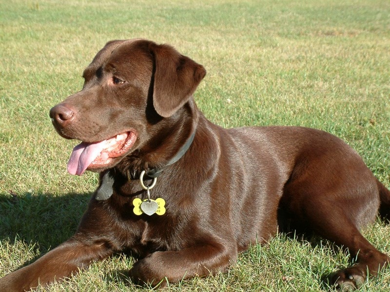 chocolate Labrador dog