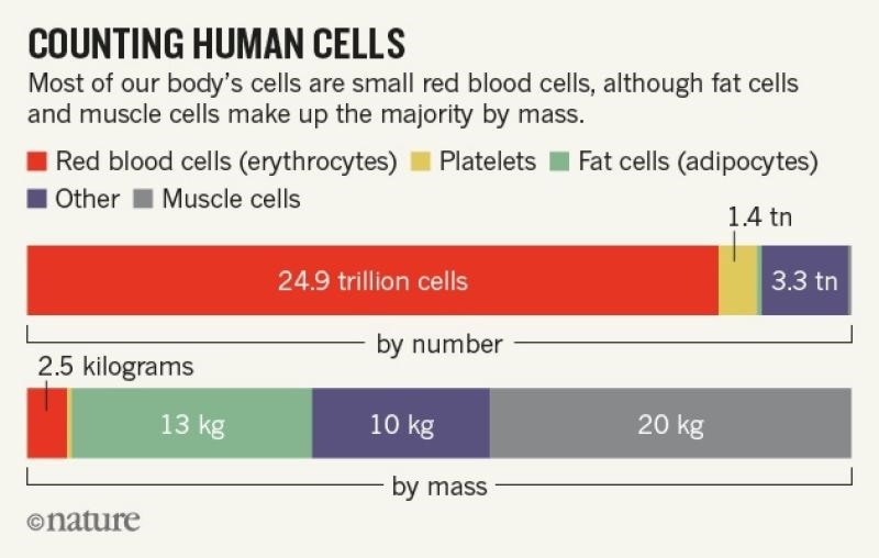 graph counting human cells