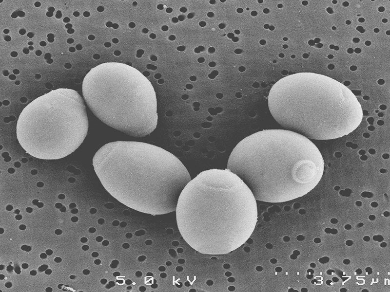 microscopic saccharomyces boulardii