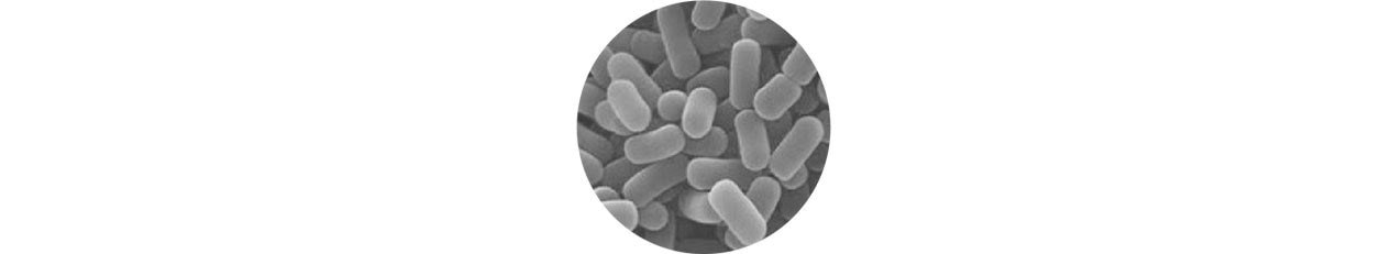 microscopic Lactobacillus plantarum LP299v