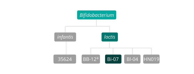 B lactis Bi-07 strain family 