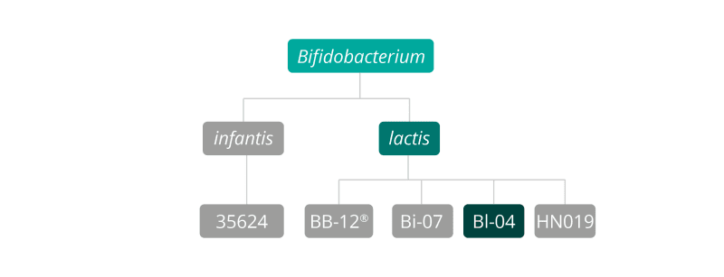 B lactis Bl-04 strain family 
