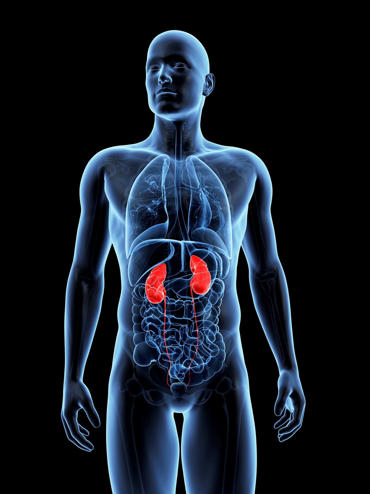 3D image body highlighting kidneys 