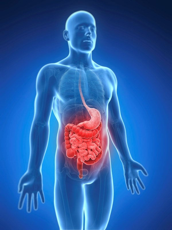image of the intestines
