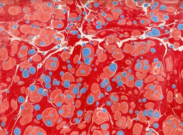 Image of blood brain barrier
