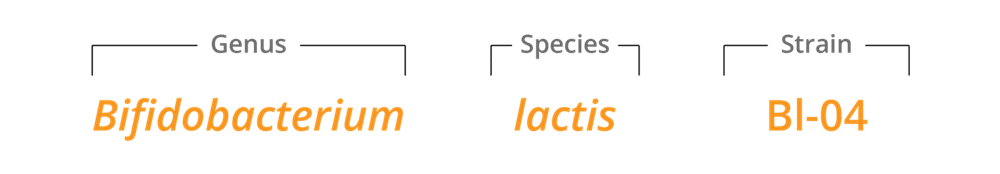 B Lactis Bl-04 genus species & strain 