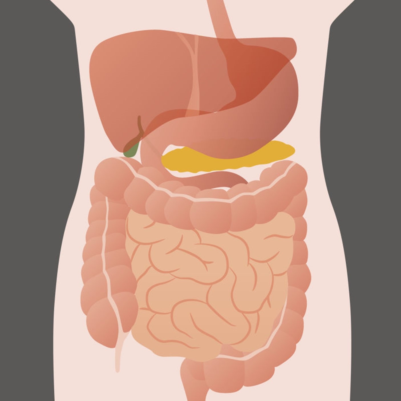 10 Facts About Your Gut | Probiotics Learning Lab