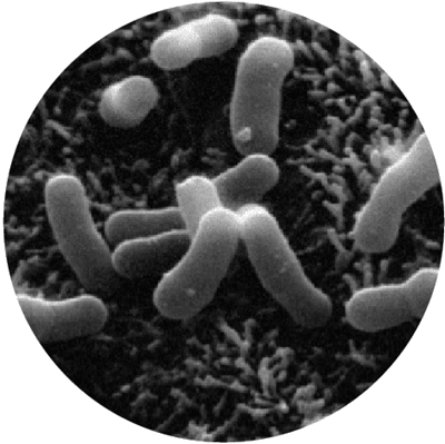 microscopic Bifidobacterium lactis HN019 