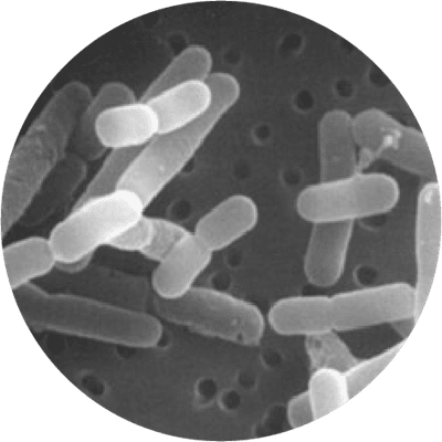 microscopic Lactobacillus reuteri Protectis