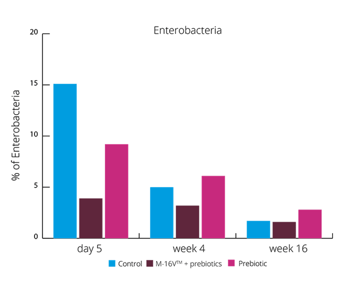 graph % Enterobacteria 16 week intervention