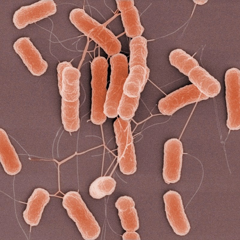 Weight Management Probiotics Learning Lab