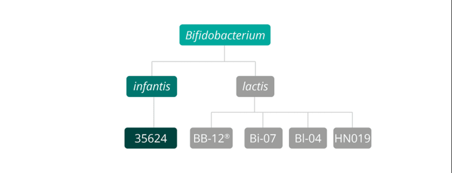 Bifidobacterium genus species & strain breakdown 