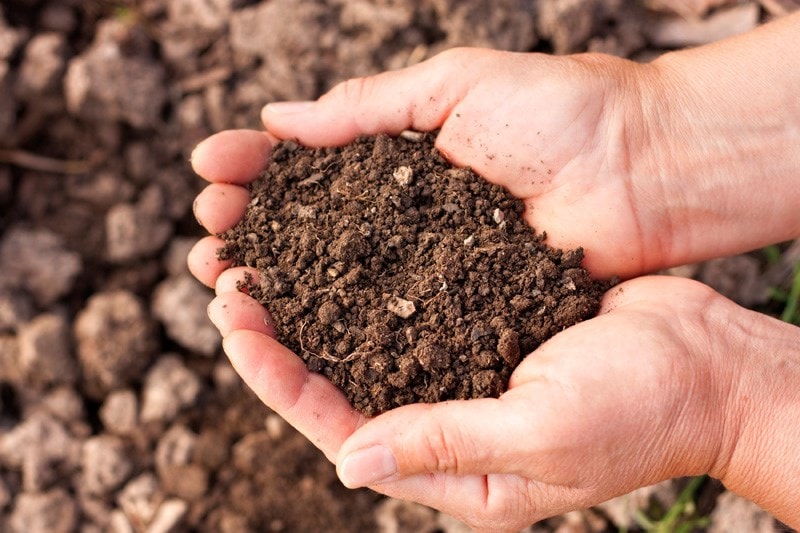 hands cupped holding soil 