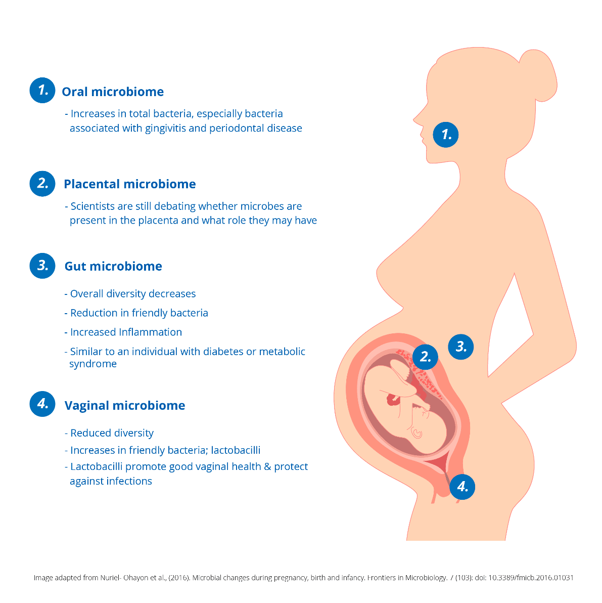 beneficial microbiome in pregnancy  | Probiotics Learning Lab
