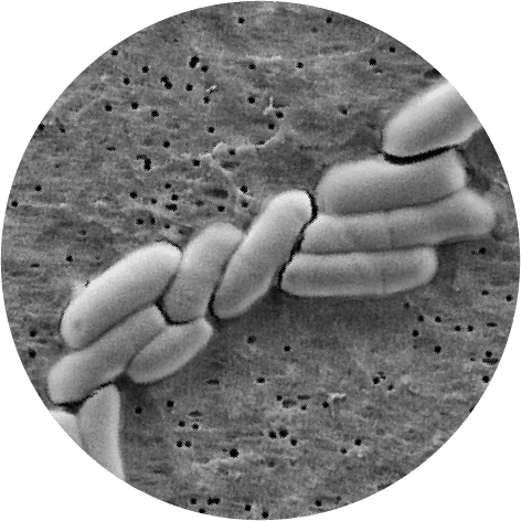 microscopic Bifidobacterium lactis BB-12