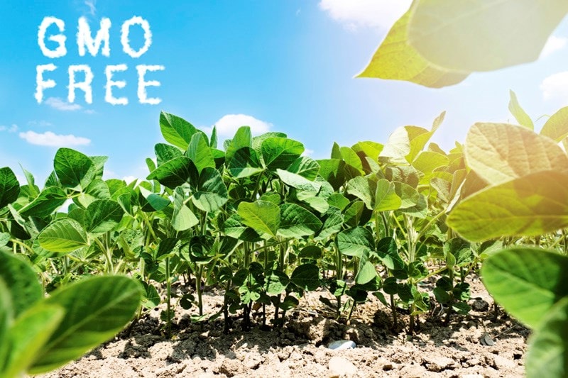 GMO-free field
