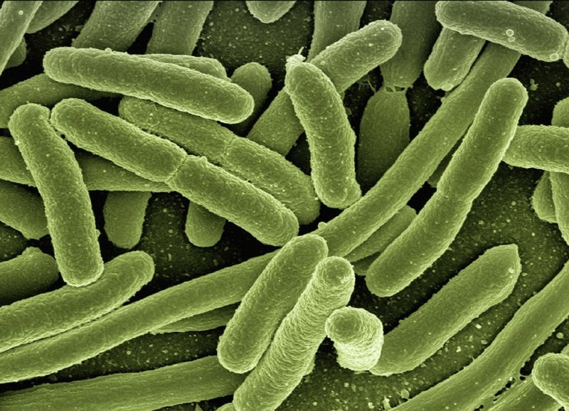 microscopic bacteria