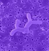 Microscopic image of probiotic strain 