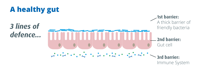 Diagram of a gut wall/ Probiotics Learning Lab