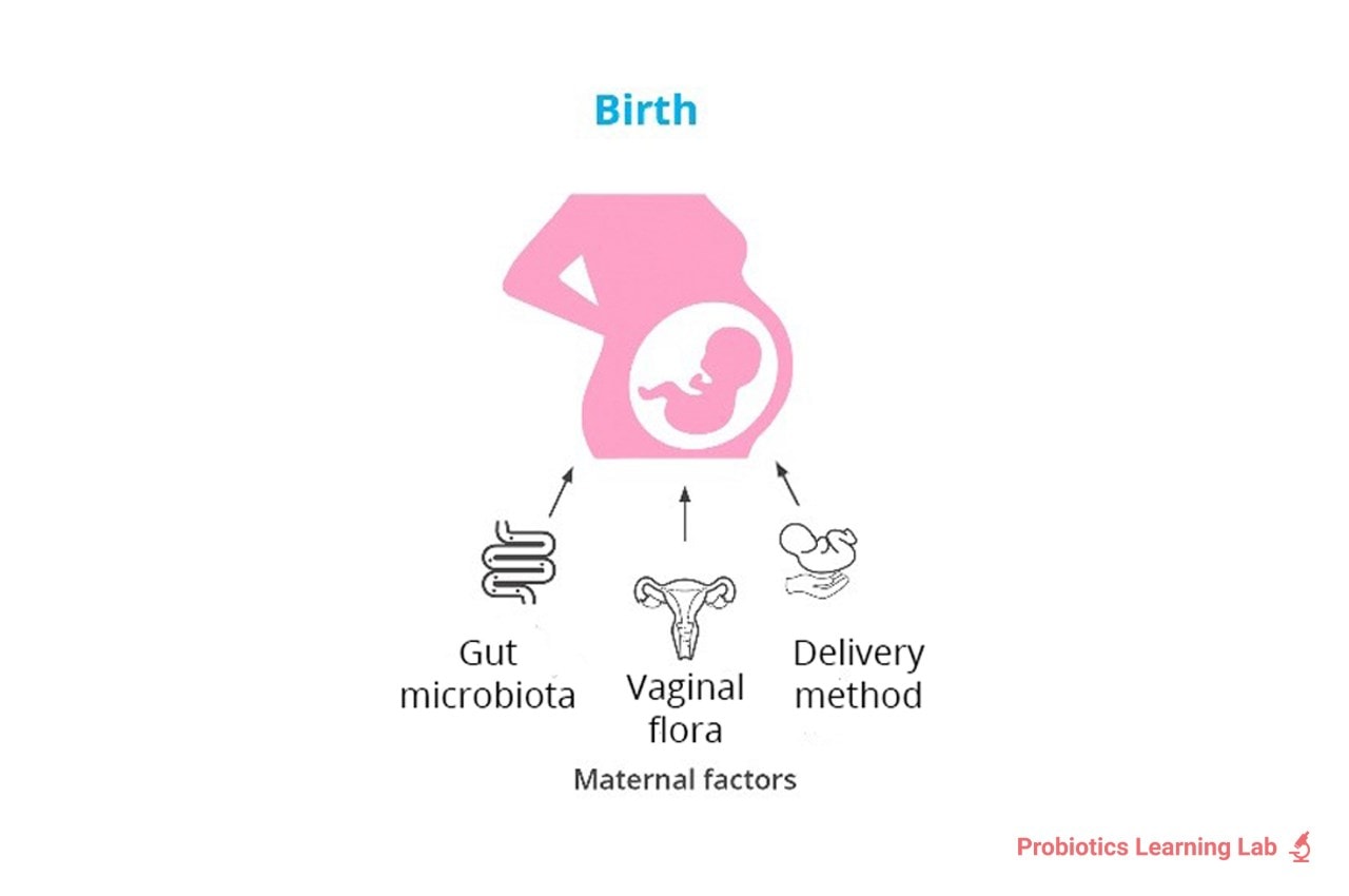 Maternal factors microbiome.  Probiotics Learning Lab 