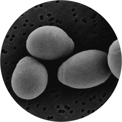 microscopic Saccharomyces boulardii