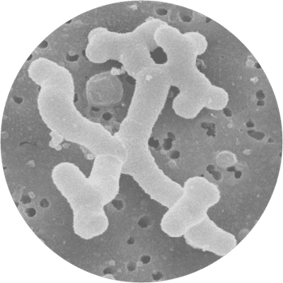 microscopic B lactis Bl-04 