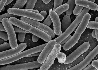microscopic Lactobacillus acidophilus NCFM
