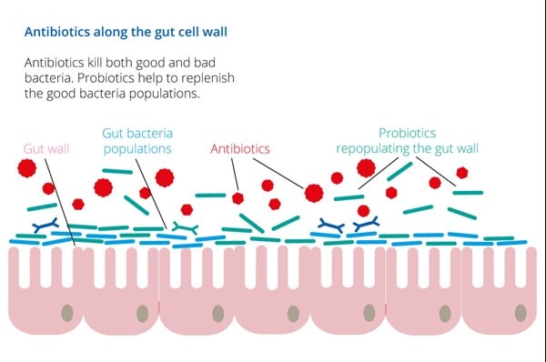 probiotics with antibiotics infographic
